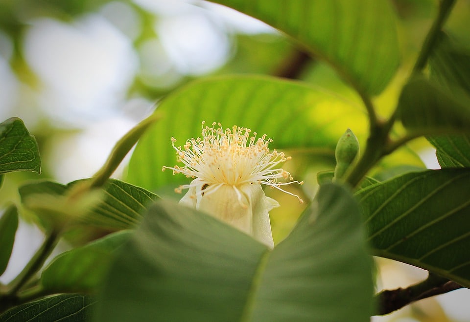 health benefits of guava leaves. leaves, green, guava flower, guava leaves. www.blisslife.in