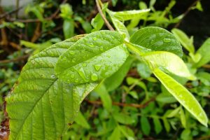 health benefits of guava leaves 