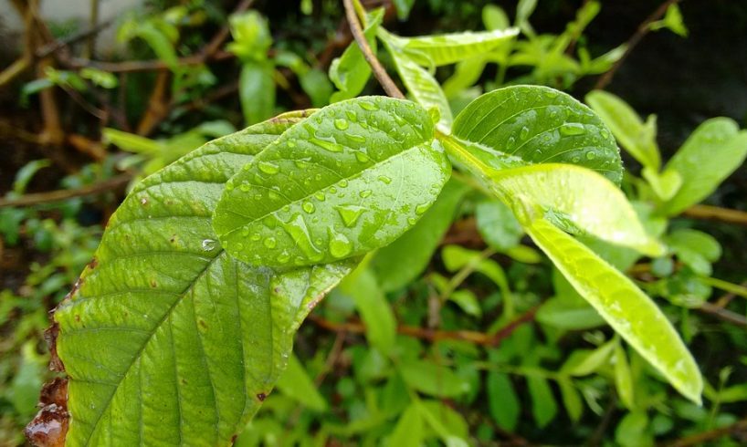 health benefits of guava leaves 